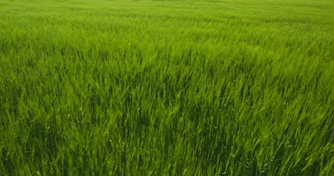 Wheat fields in wind Stock Footage 144414362