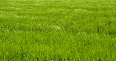 Wheat fields in wind Stock Footage 144414602