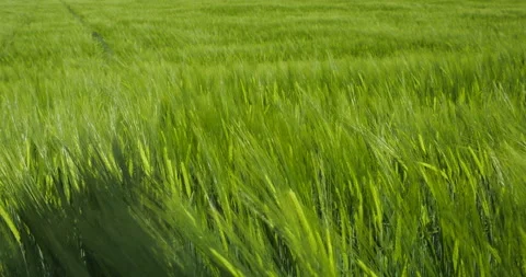 Wheat fields in wind Stock Footage 144418115