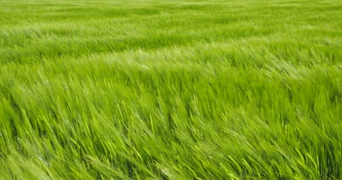 Wheat fields in wind Stock Footage 144418738