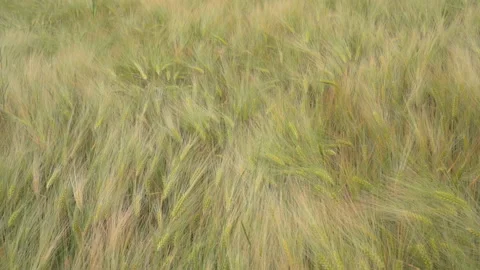 Wheat fields in wind Stock Footage 144457675