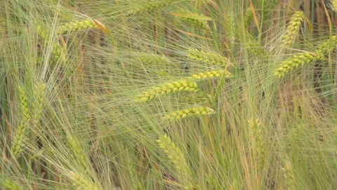 Wheat fields in wind Video stock 144457943