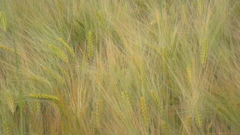 Wheat fields in wind Stock Footage 144457968