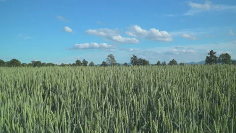 Wheat fields in wind Stock Footage 144476129