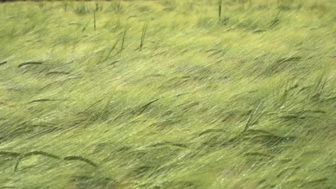 Wheat fields in wind Video stock 144478621