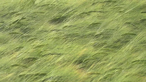 Wheat fields in wind Video stock 144481262