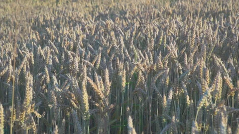 Wheat fields in wind Stock Footage 145420581