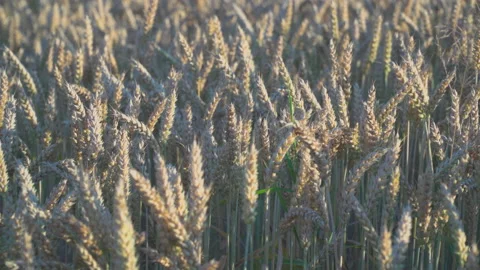 Wheat fields in wind Video stock 145422183