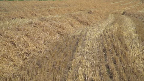 Wheat fields in wind Video stock 145481874