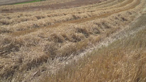 Wheat fields in wind Stock Footage 145481949