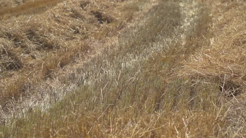 Wheat fields in wind Stock Footage 145483320