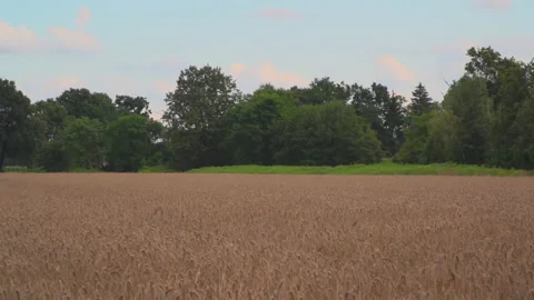 Wheat fields in wind Stock Footage 145485713