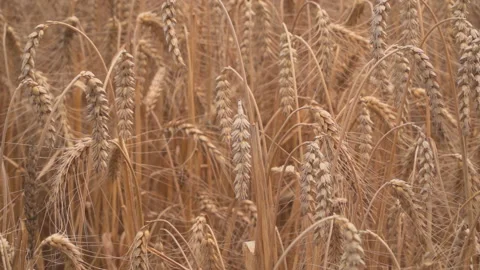 Wheat fields in wind Stock Footage 145486670