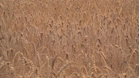 Wheat fields in wind Stock Footage 145486822