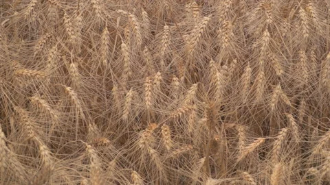 Wheat fields in wind Stock Footage 145795073