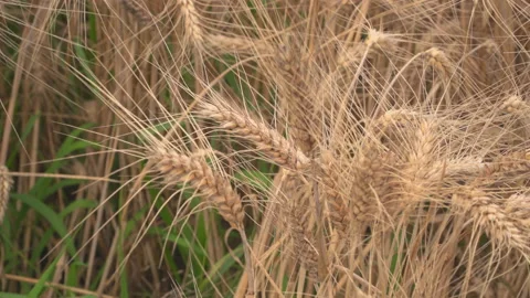 Wheat fields in wind Stock Footage 145795200