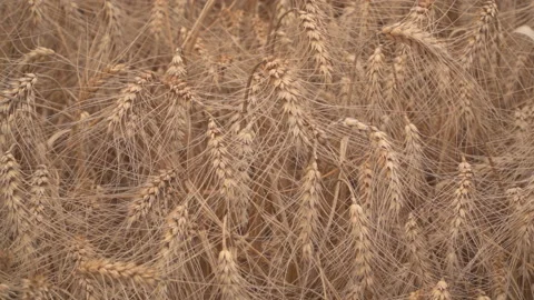 Wheat fields in wind Stock Footage 145795257