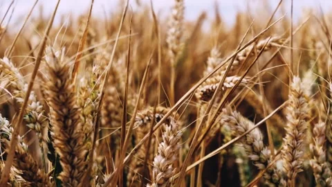 Wheat fields in the wind Slow Motion Stock Footage 246004472