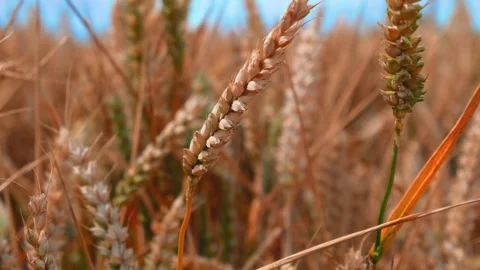 Wheat fields in the wind Slow Motion Stock Footage 246005708