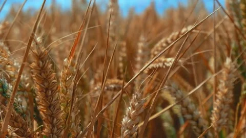 Wheat fields in the wind Slow Motion Stock Footage 246006172