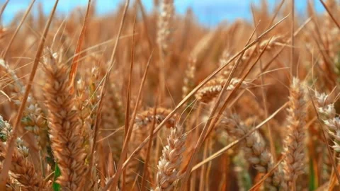 Wheat fields in the wind Slow Motion Stock Footage 246015421