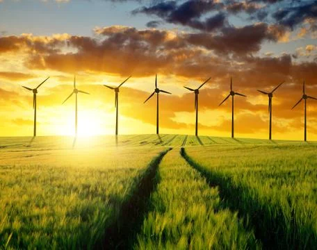 Wheat fields with wind turbines  Stock Photos