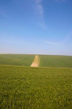 Wheat fields in yorkshire Stock Photos