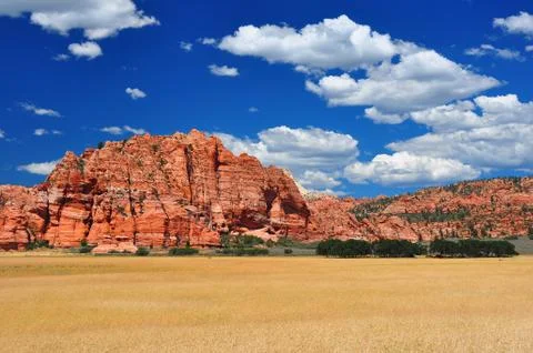 Wheat fields at zion np Foto stock