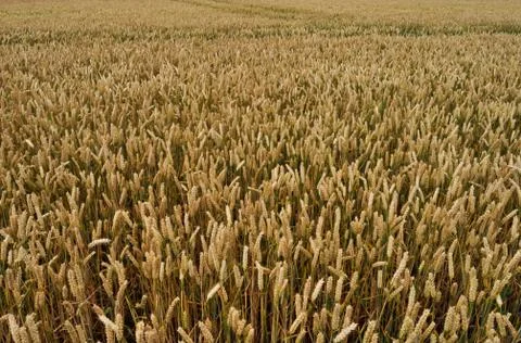 Wheat fields2 Stock Photos