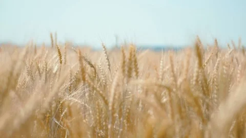 Wheat fild in sunny day Stock Footage 95073716