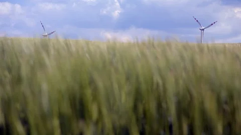 Wheat filed with 2 wind generators in the wind Stock Footage 108598546
