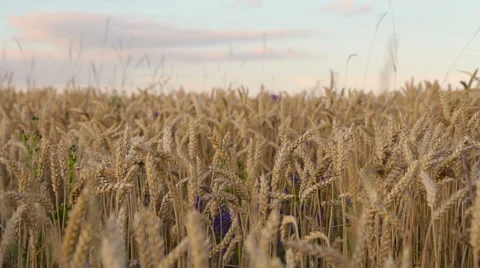 Wheat Filed in Dusk Time Vídeo Stock 65786261