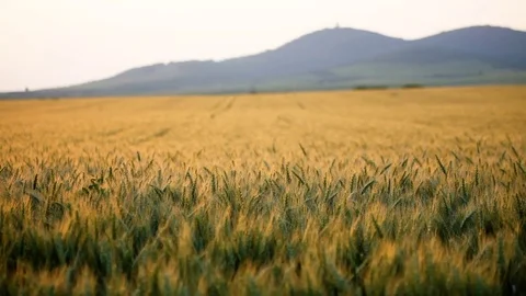 Wheat filed 库存影片 76491539