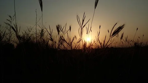 Wheat filed silhouette low angle sunset Stock Footage 123579534