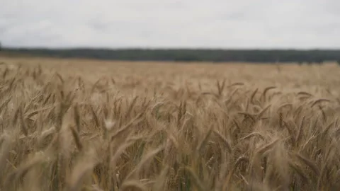 Wheat fileds blowing in the wind Stock Footage 153274200