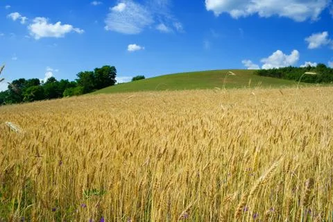 Wheat fileld in summer Stock Photos