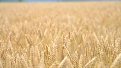 Wheat flakes swaying in the wind, a wheat field, close up Stock Footage 98450782