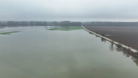 Wheat flood blight mud common Triticum aestivum plants field flooded water Stock Footage 282729356