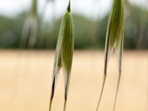 Wheat flower tips edge of crop field Stock Photos