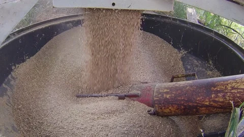 Wheat flowing into an Auger Video stock 157078587