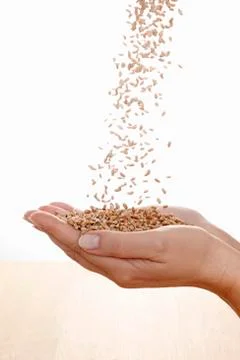Wheat flowing into hands Stock Photos