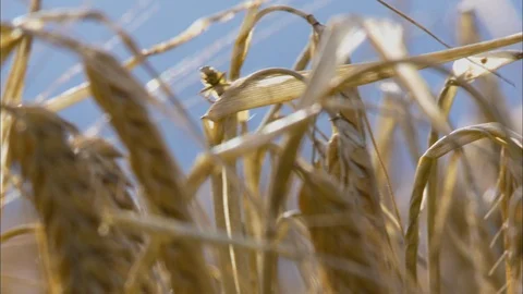 Wheat Fly  Bulb Pest | Wheat Farm, Europe Stock-Footage 123882416