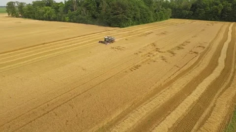 Wheat Flyover with Drone Daytime Stock Footage 329613341