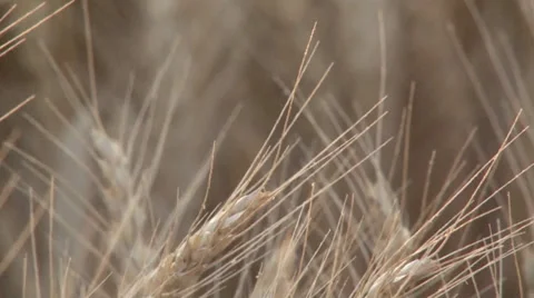 Wheat Focus and Trees Stock Footage 35597819