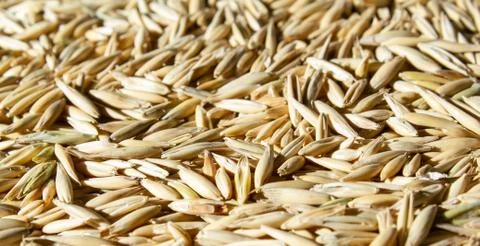 Wheat food pattern close up side view Stock Photos