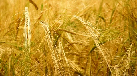 Wheat Stock Footage 152011