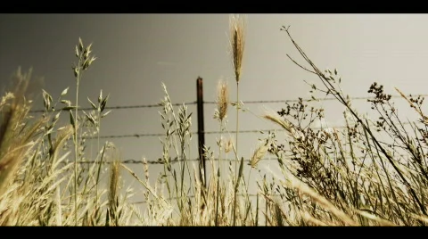 Wheat 動画素材 504710