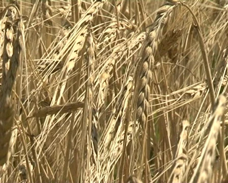 Wheat Video stock 511459