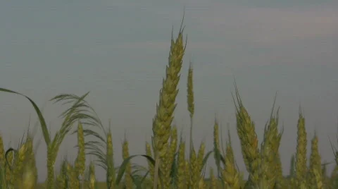 Wheat Stock Footage 737537