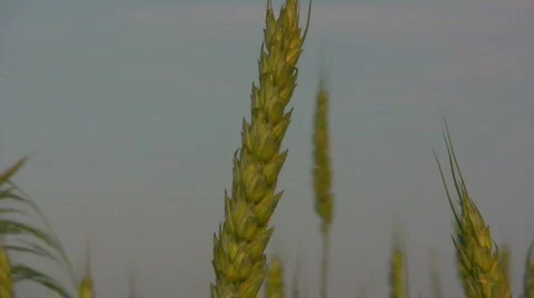 Wheat Stock Footage 737673